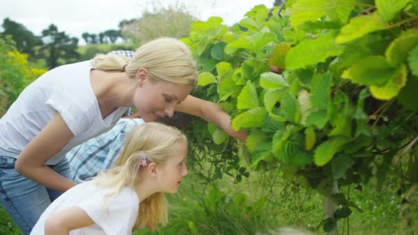 Family picking fruits — Stock Video