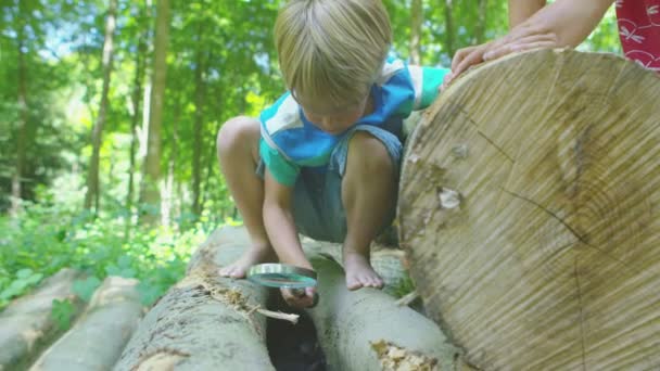 Junge und Mädchen auf Insektensuche — Stockvideo