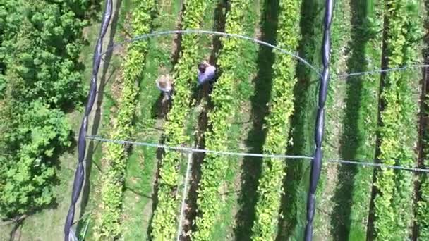 Couple picking fruits — Stock Video