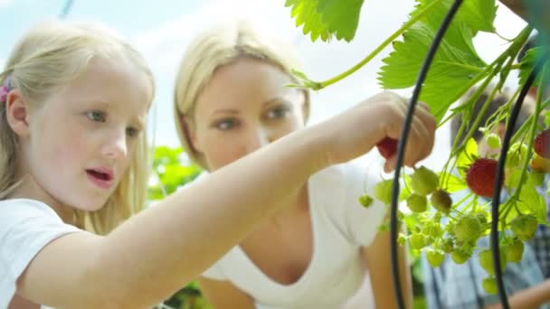 Family picking fruits — Stock Video