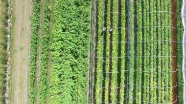 Çift malzeme çekme meyve