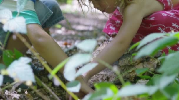 Pojke och flicka letar efter insekter — Stockvideo
