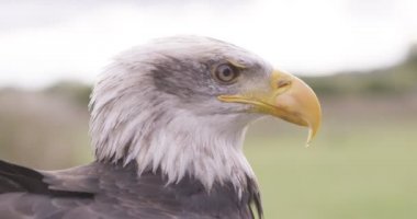 Kel kartal doğal ortamda