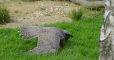  Bir parça et yeme Şahin