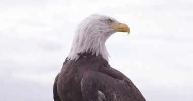 Kel kartal doğal ortamda