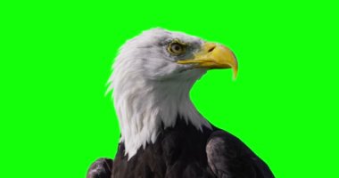 Kel kartal yeşil ekran karşı