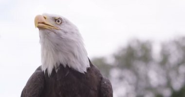 Kel kartal doğal ortamda