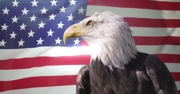 Adler gegen amerikanische Flagge — Stockvideo