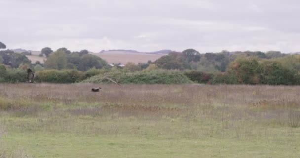 Vultures fly to their handler for food — Stock Video