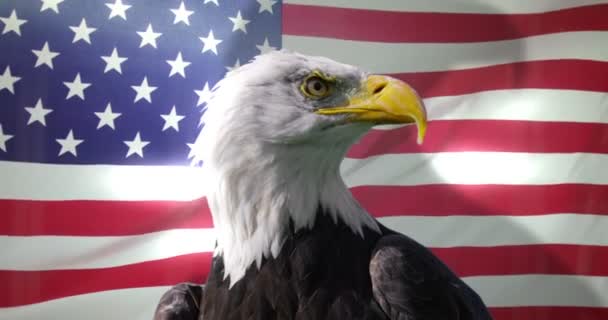 Eagle against American flag — Stock Video