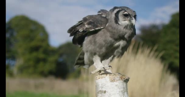 Búho en vuelo viene a descansar en tronco de árbol — Vídeos de Stock