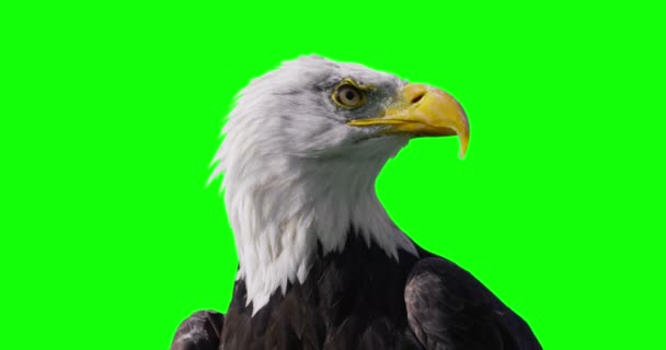 Лысый орел против зеленого экрана — стоковое видео