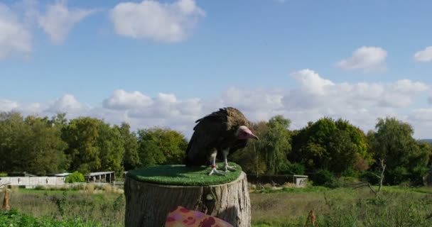 Vulture est donné de la viande par un manutentionnaire — Video