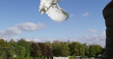 baykuş bir ziyaretçi eldiven geliyor