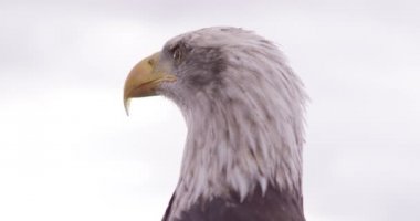 Kel kartal doğal ortamda