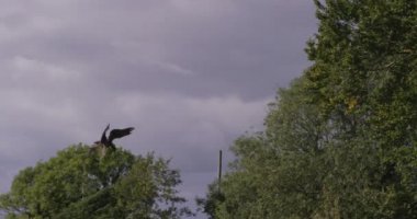 Kuşları uçuş karşı mavi gökyüzü temizleyin