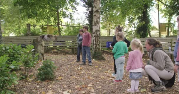 Children watch as a grey owl takes flight — Stock Video