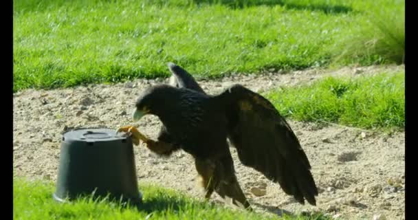 Bird of prey looking for scraps of meat — Stock Video