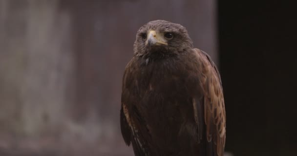 Doğal ortamda bir yırtıcı kuş — Stok video
