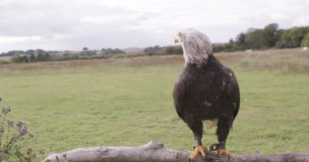 Adler thront auf einem Ast — Stockvideo