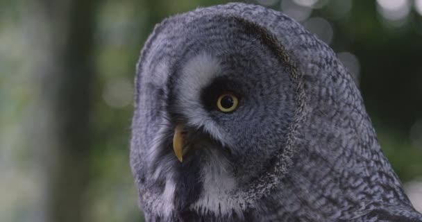 自然環境の中の灰色のフクロウ — ストック動画