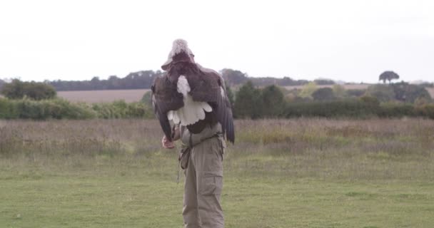 Adler mit seinem Hundeführer im Naturschutzzentrum — Stockvideo