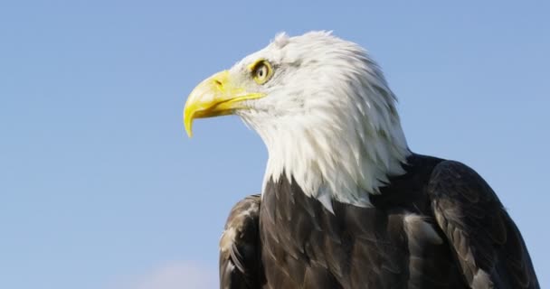 Águila calva en ambiente natural — Vídeos de Stock