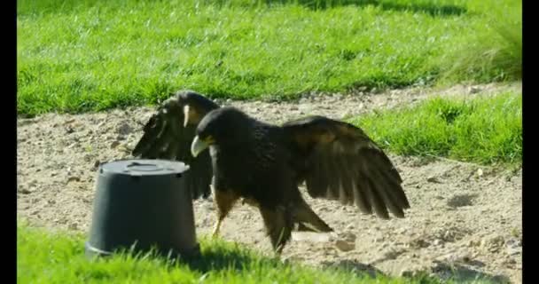 Pájaro de presa en busca de trozos de carne — Vídeo de stock