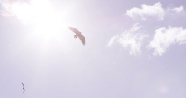 Greifvögel im Flug vor strahlend blauem Himmel — Stockvideo