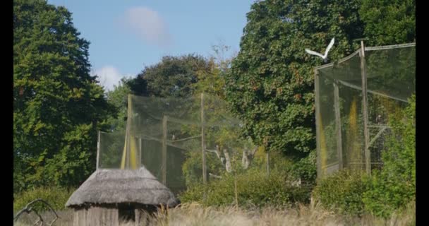 Снежная сова в полете в центре охраны природы — стоковое видео