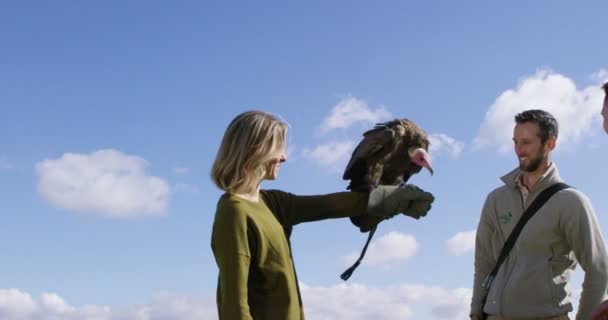 Vulture comes to land on the glove of a visito — Stock Video