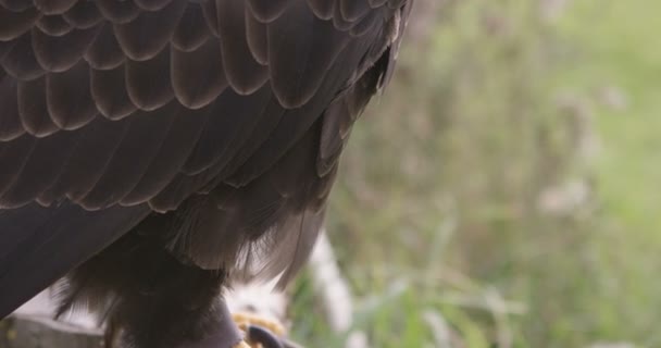 Bald Eagle i naturlig miljö — Stockvideo