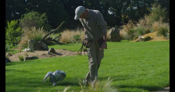 Snowy owl follows its handler — Stock Video