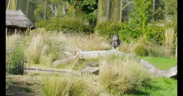 Owl takes flight from its perch — Stock Video