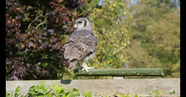 フクロウの止まり木から飛行を取る — ストック動画