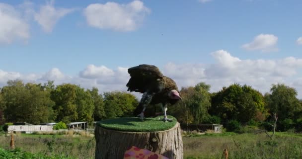 Vulture est donné de la viande par un manutentionnaire — Video