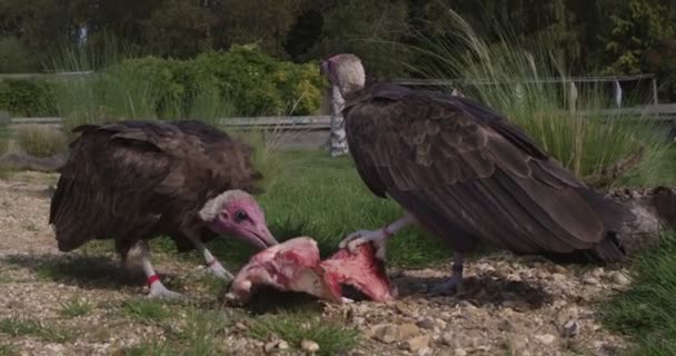 Abutres que se alimentam de uma carcaça de animais — Vídeo de Stock