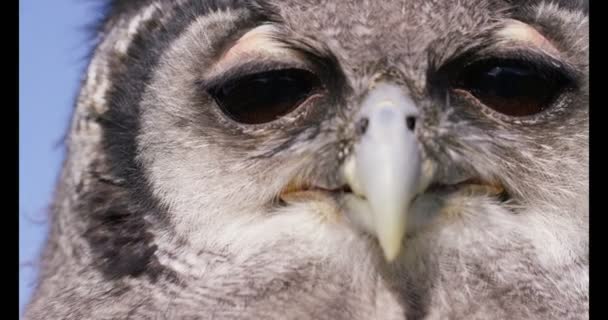 Face of Verreaux's Eagle Owl — Stock Video
