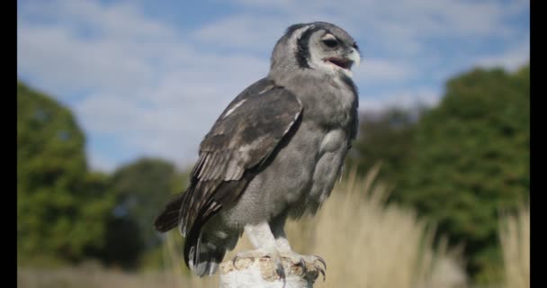 Búho toma vuelo de un tronco de árbol — Vídeos de Stock