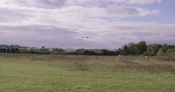 Gam i flykt mot himlen — Stockvideo