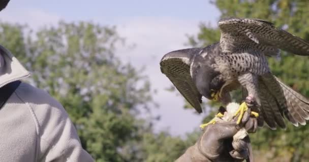 Roofvogel tranen in een maaltijd — Stockvideo