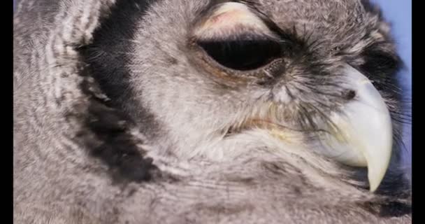 Face of Verreaux 's Eagle Owl — стоковое видео