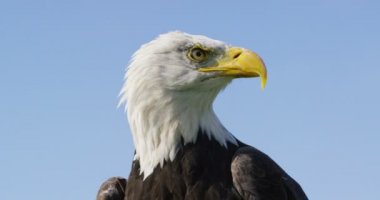 Kel kartal doğal ortamda