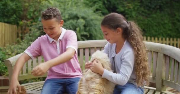 Garçon et fille jouer avec des chiens — Video