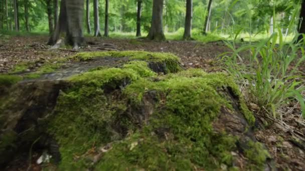 Человек, идущий в лес — стоковое видео