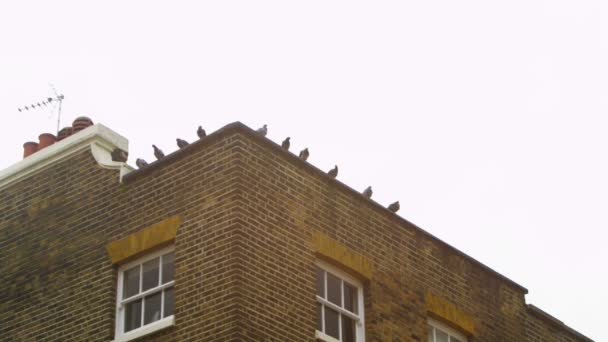 Pombos sentados no telhado — Vídeo de Stock