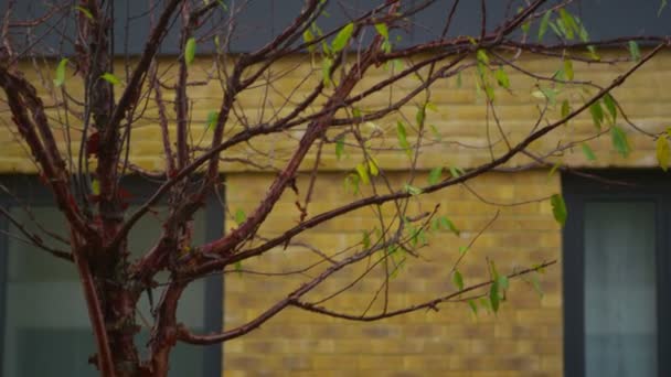 Bloque de apartamentos en un barrio londinense — Vídeo de stock