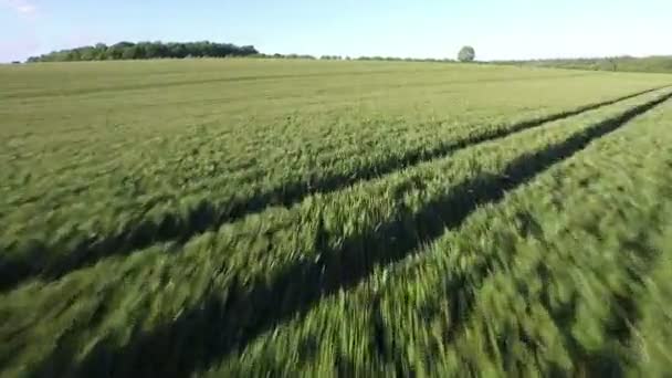 Fälten i den engelska landsbygden — Stockvideo