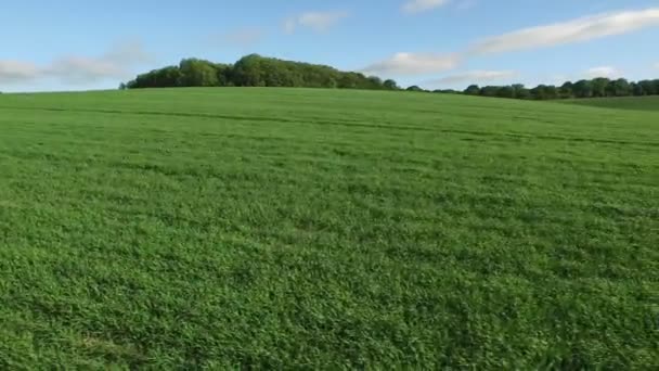 Campo de culturas no campo — Vídeo de Stock