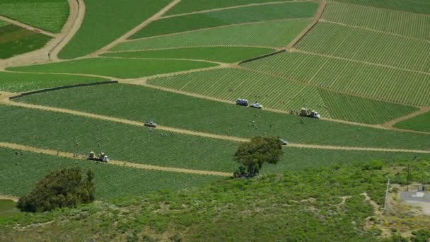 Campos con diversos tipos de agricultura — Vídeos de Stock